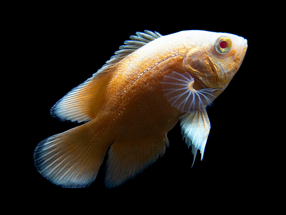 Albino Red Oscar (Astronotus ocellatus), Tank-Bred