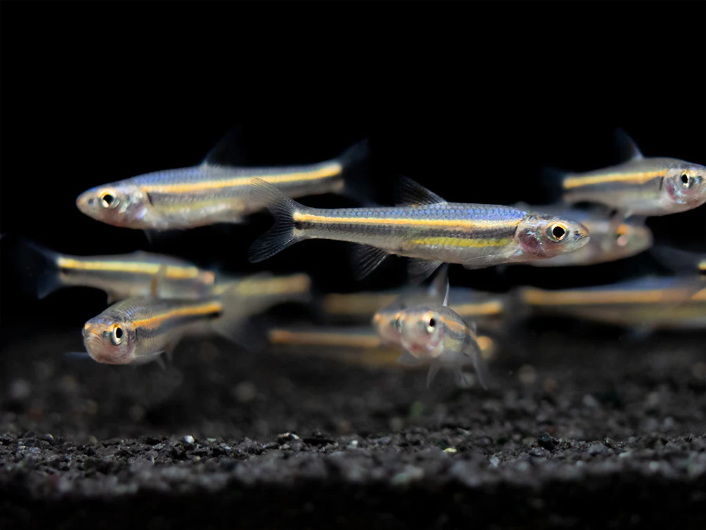 Rainbow Shiner (Notropsis chrosomus), Tank-Bred