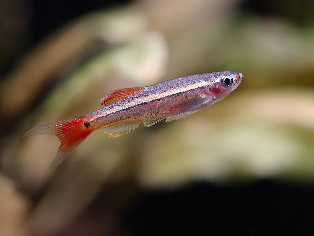 Longfin White Cloud Mountain Minnow (Tanichthys albonubes) – Tank Bred