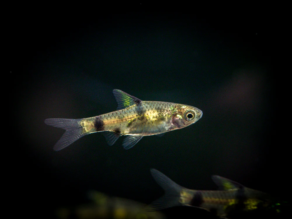 Golden Dwarf Barb (Pethia gelius), Tank-Bred!!!