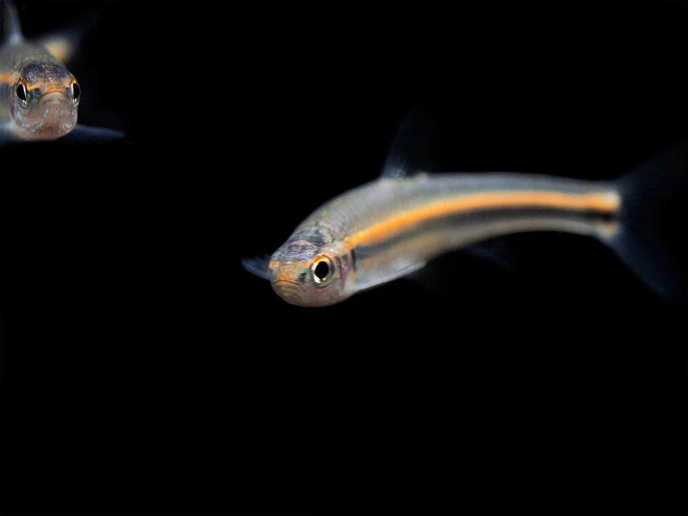 Rainbow Shiner (Notropsis chrosomus), Tank-Bred