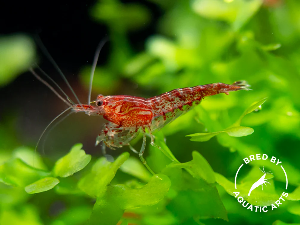 Bred By Aquatic Arts Neocaridina Shrimp Combo Box (Neocaridina davidi)