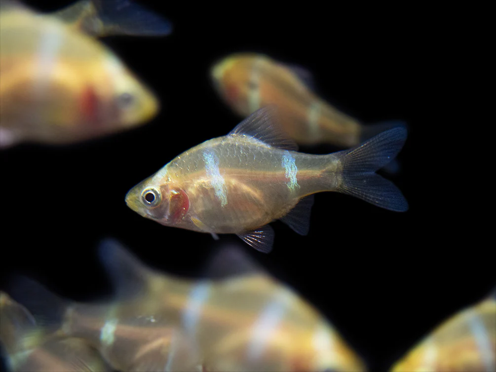 Albino Tiger Barb (Puntigrus tetrazona), Tank-Bred