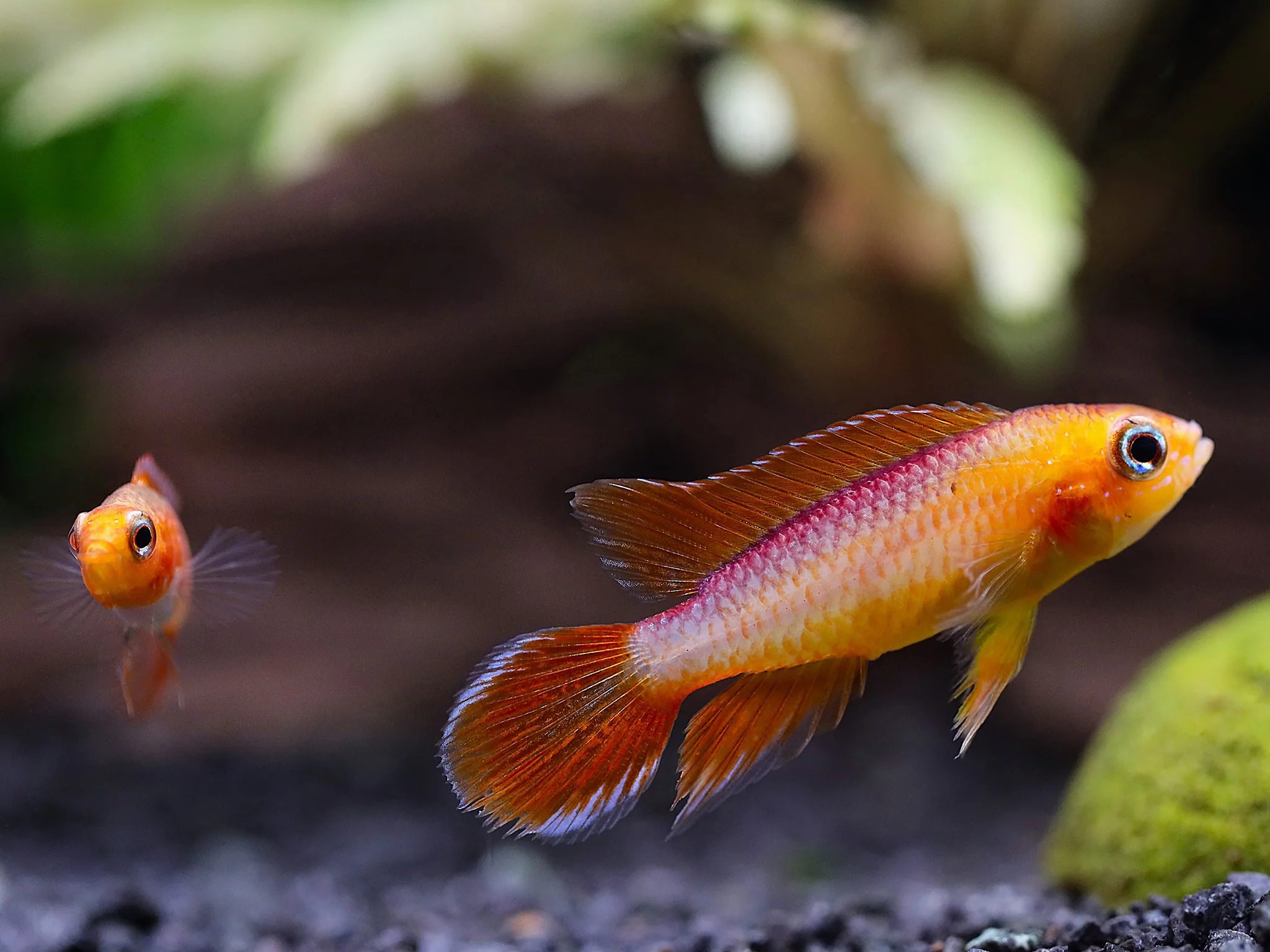 Gold Fire Red Agassizi's Dwarf Cichlid (Apistogramma cf. agassizii), Tank-Bred