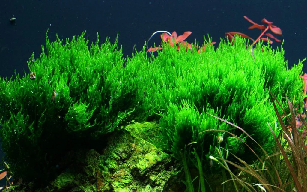Taxiphyllum sp. ’Flame Moss’ Tissue Culture