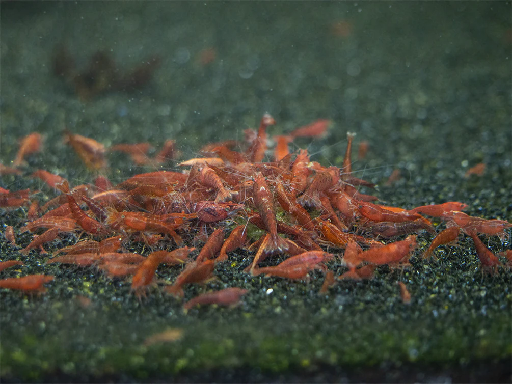 Shrimp Envy - Sample Pack