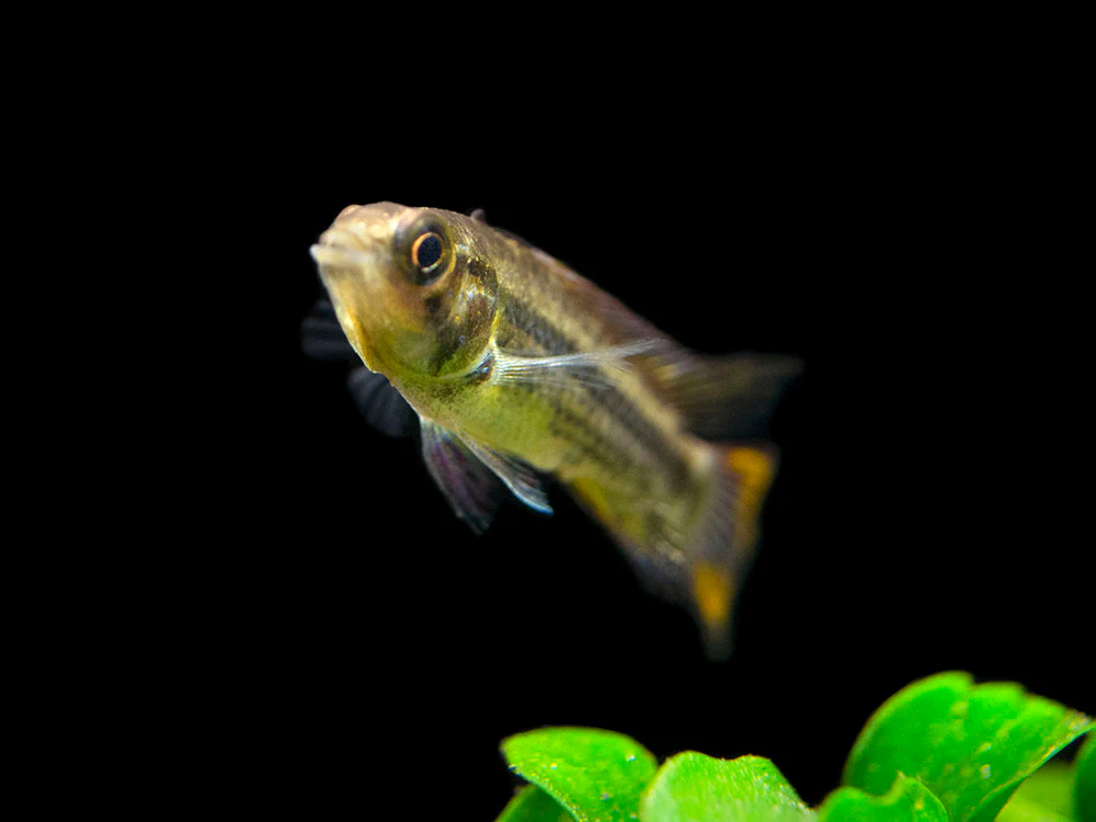 Cockatoo Dwarf Cichlid (Apistogramma cacatuoides)