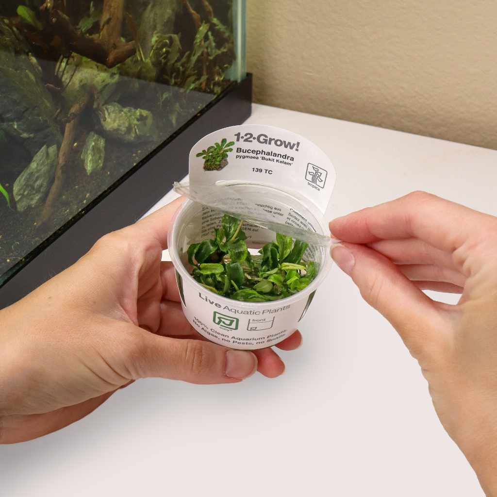 Bucephalandra Pygmaea 'Bukit Kelam' Tissue Culture