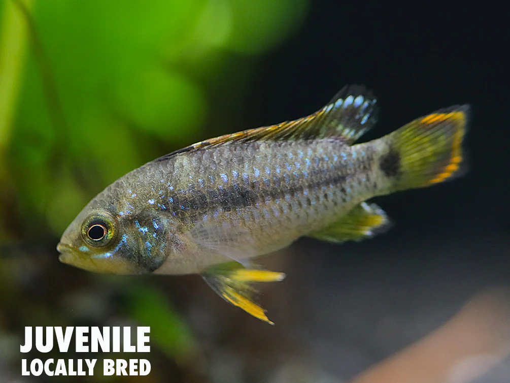 Panda Dwarf Cichlid (Apistogramma nijsseni)