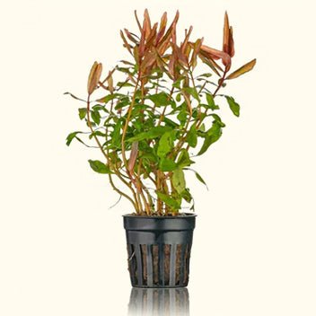 Ammannia Gracilis