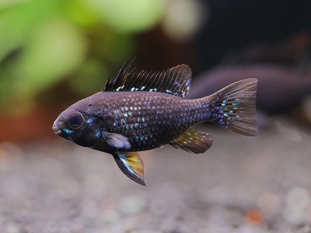 Jet Black Ram Cichlid (Mikrogeophagus ramirezi var. “Jet Black”) - Tank Bred