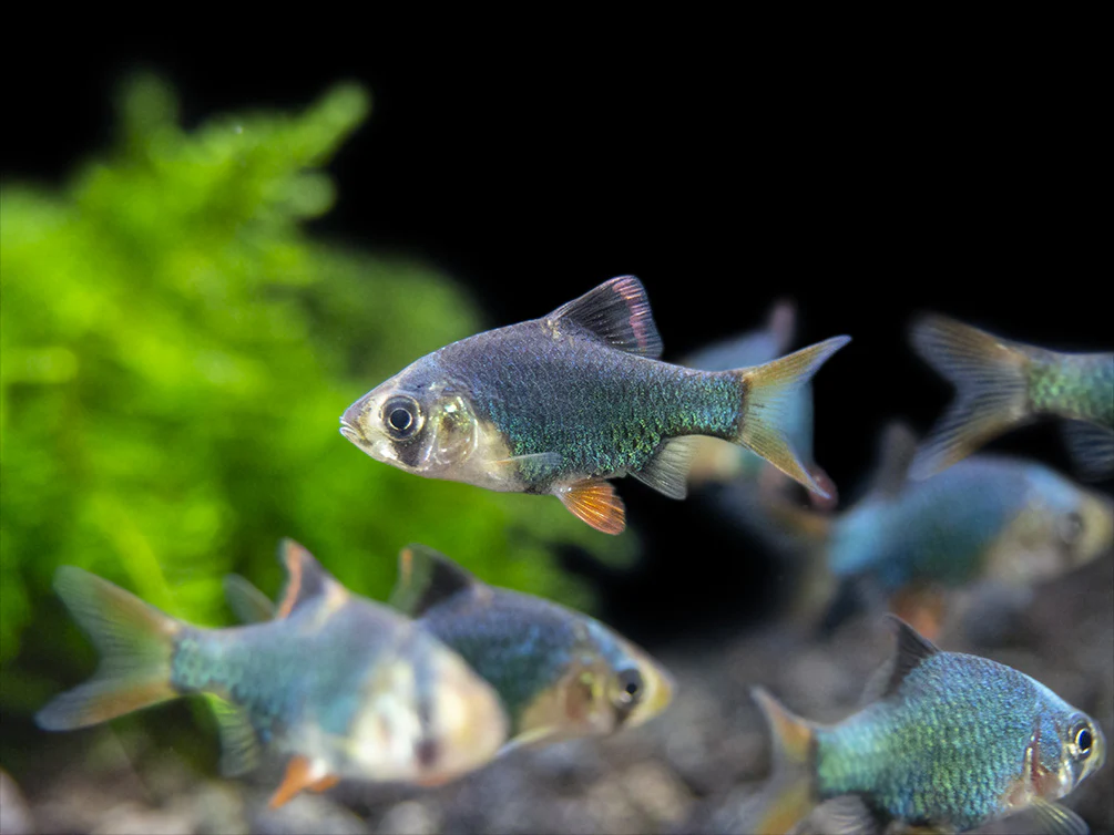 Green Tiger Barb (Puntigrus tetrazona), Tank-Bred