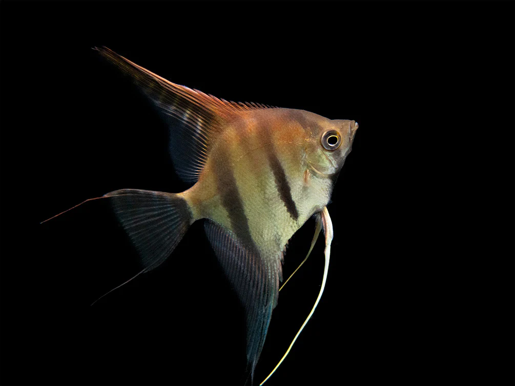 Red Shoulder Manacapuru Angelfish (Pterophyllum scalare) - TANK-BRED!!!