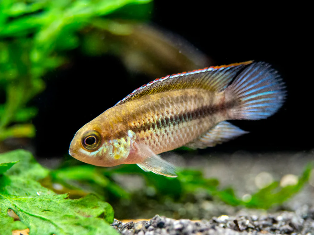 Golden Dwarf Cichlid (Nannacara anomala), - Tank Bred