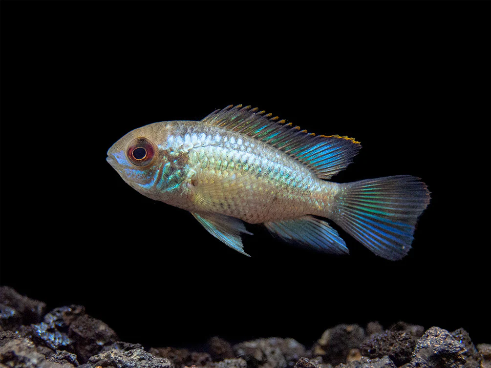 Electric Blue Acara Cichlid (Andinoacara pulcher hybrid), USA-Bred