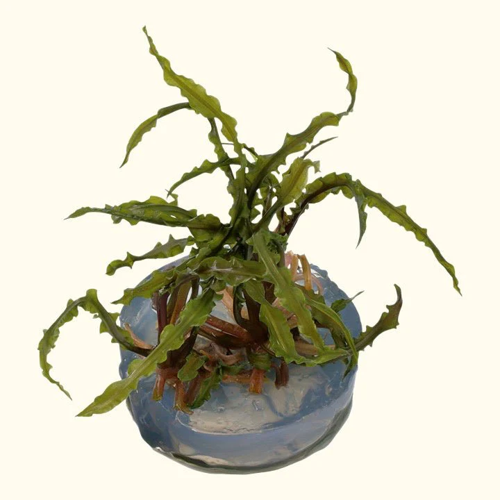 Cryptocoryne crispatula Tissue Culture