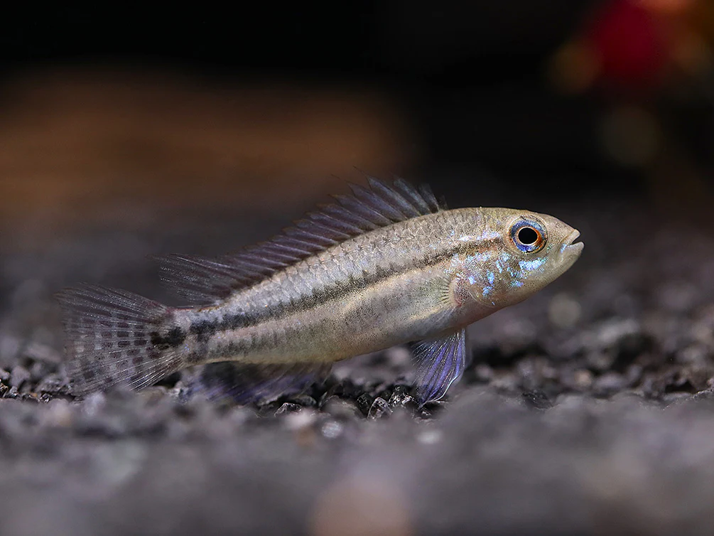 Two-Striped Dwarf Cichlid (Apistogramma bitaeniata) – Tank-Bred