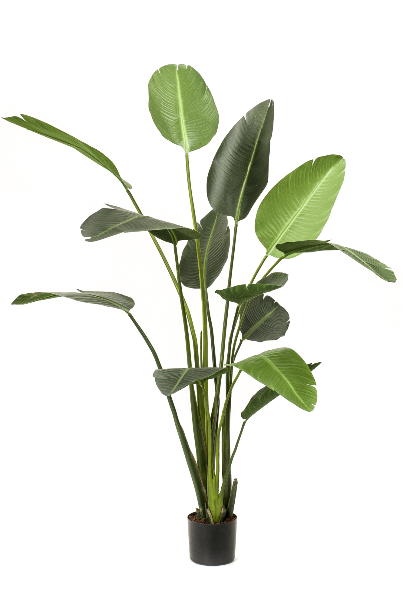 Strelitzia 190 cm