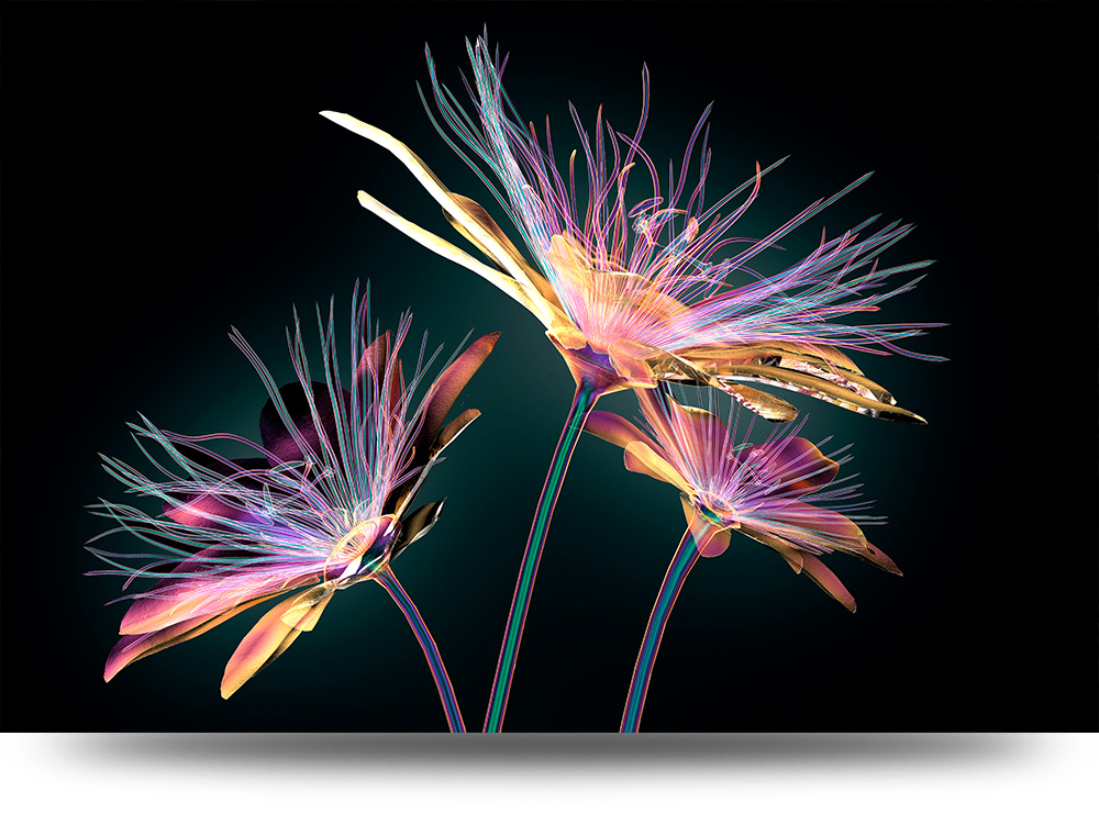 Paarse bloemen op zwart – Acrylglas 120 x 80 cm