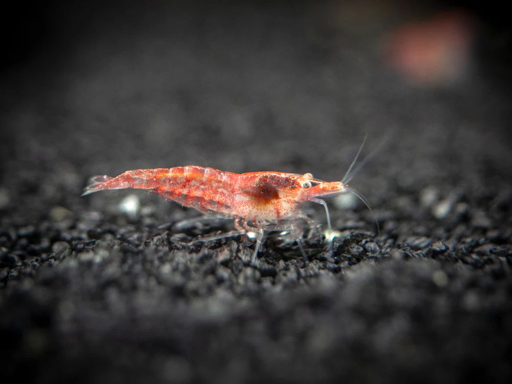 Sakura Red Cherry Shrimp (Neocaridina davidi), Tank-Bred