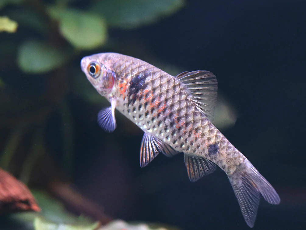 Odessa Barb (Pethia padamya) - Tank-Bred