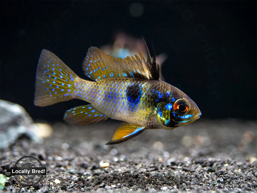 German Blue Ram Dwarf Cichlid (Mikrogeophagus ramirezi) - LOCALLY BRED!!!