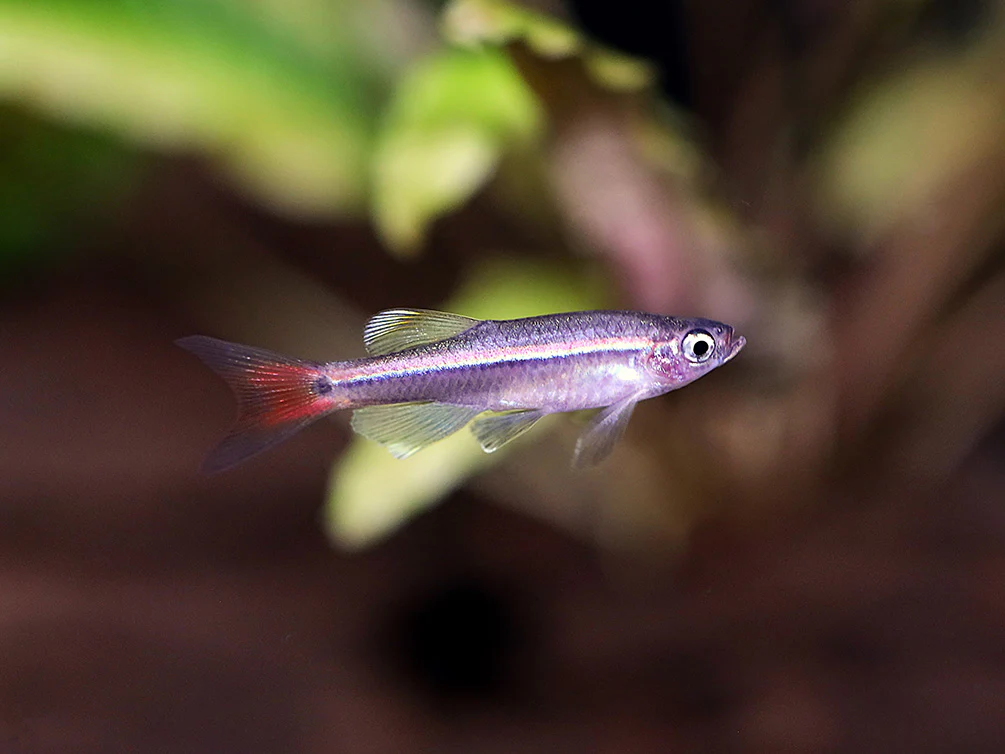 Longfin White Cloud Mountain Minnow (Tanichthys albonubes) – Tank Bred