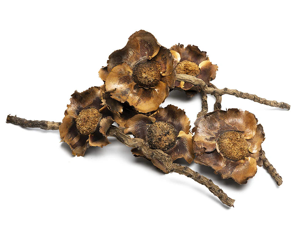 Coconut Petals
