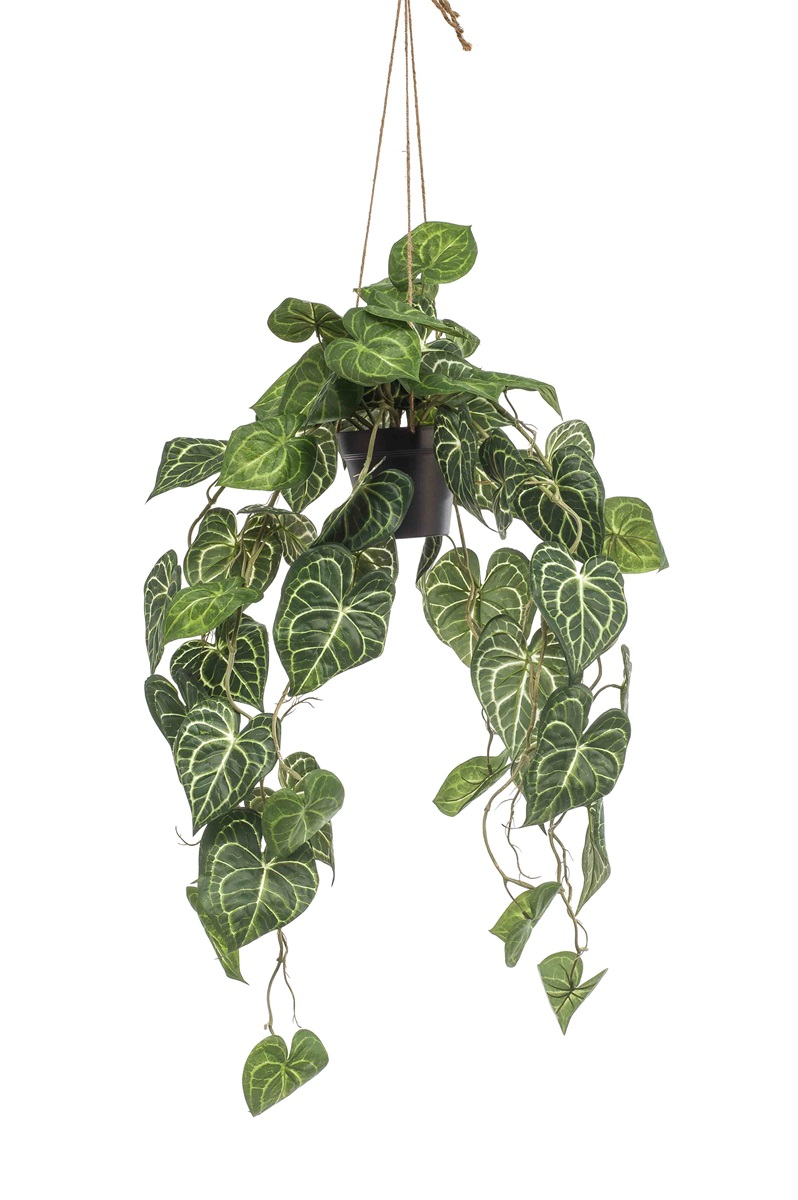Anthurium hanging