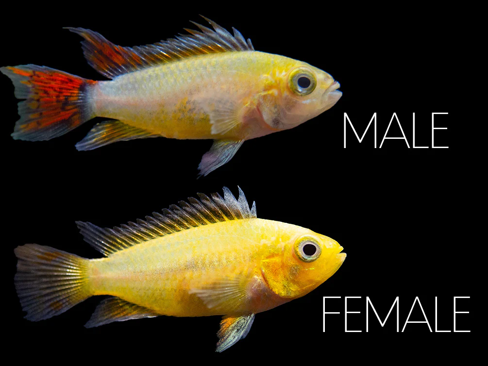 Platinum Double Red Cockatoo Dwarf Cichlid (Apistogramma cacatuoides) - TANK-BRED!!!