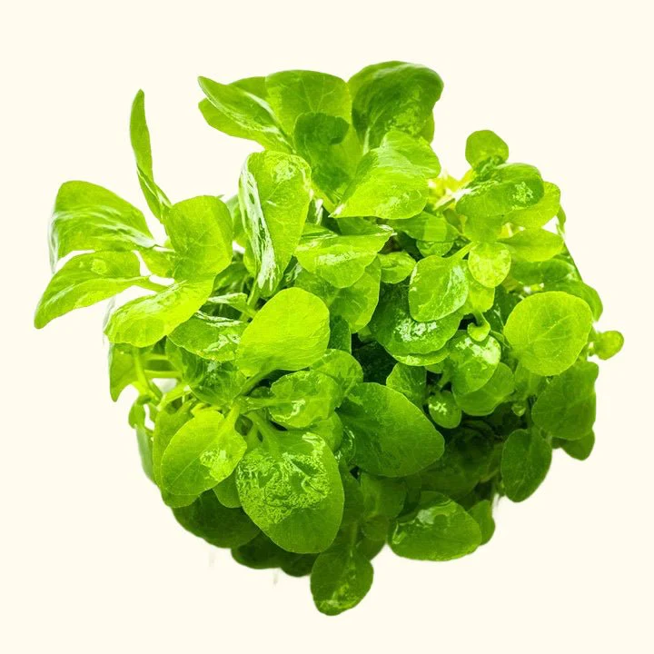 Lobelia cardinalis 'Mini' Tissue Culture