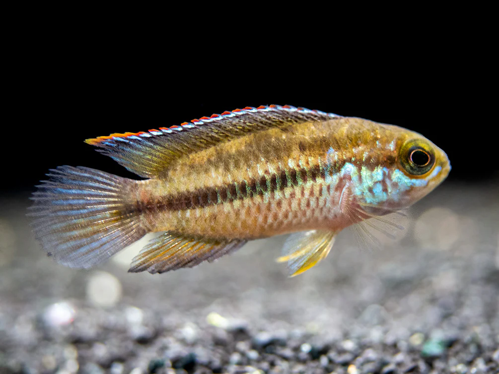 Golden Dwarf Cichlid (Nannacara anomala), - Tank Bred