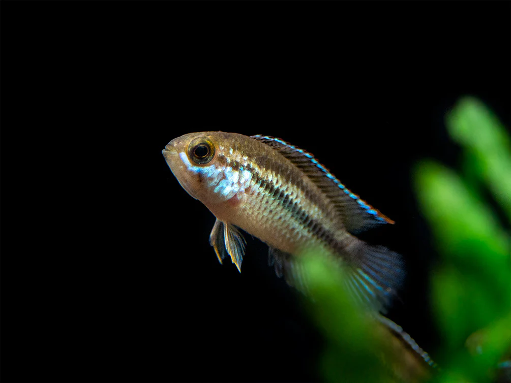 Golden Dwarf Cichlid (Nannacara anomala), - Tank Bred