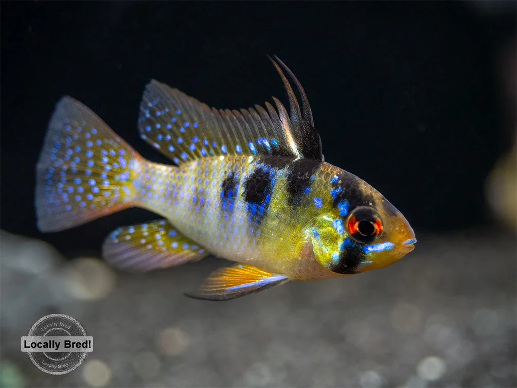 German Blue Ram Dwarf Cichlid (Mikrogeophagus ramirezi) - LOCALLY BRED!!!