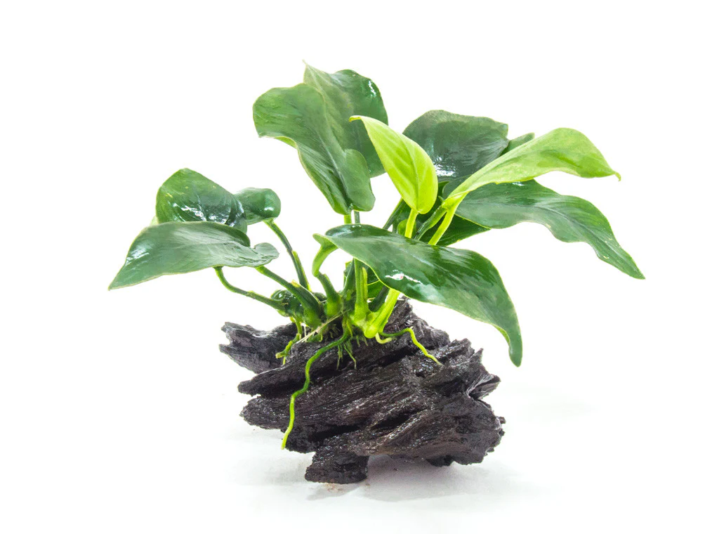 Live Aquarium Plants