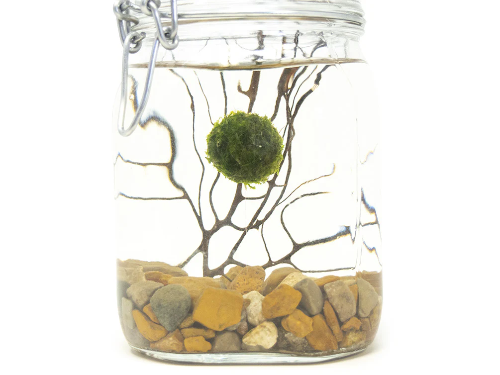 Aquatic Arts Desktop Terrarium