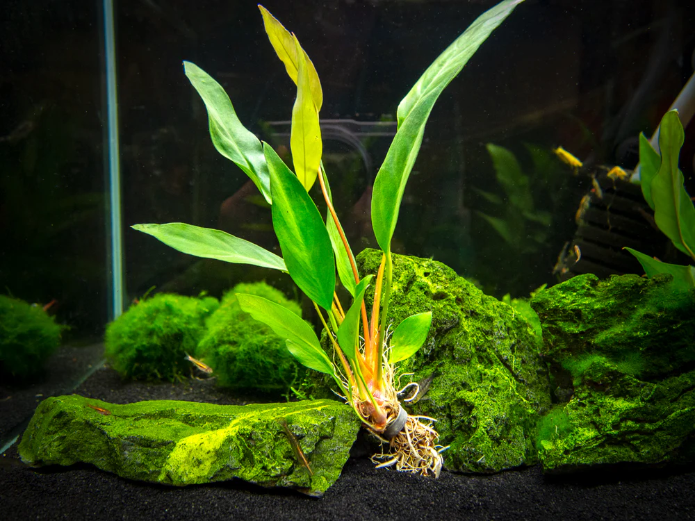 Anubias Beginner Combo Pack