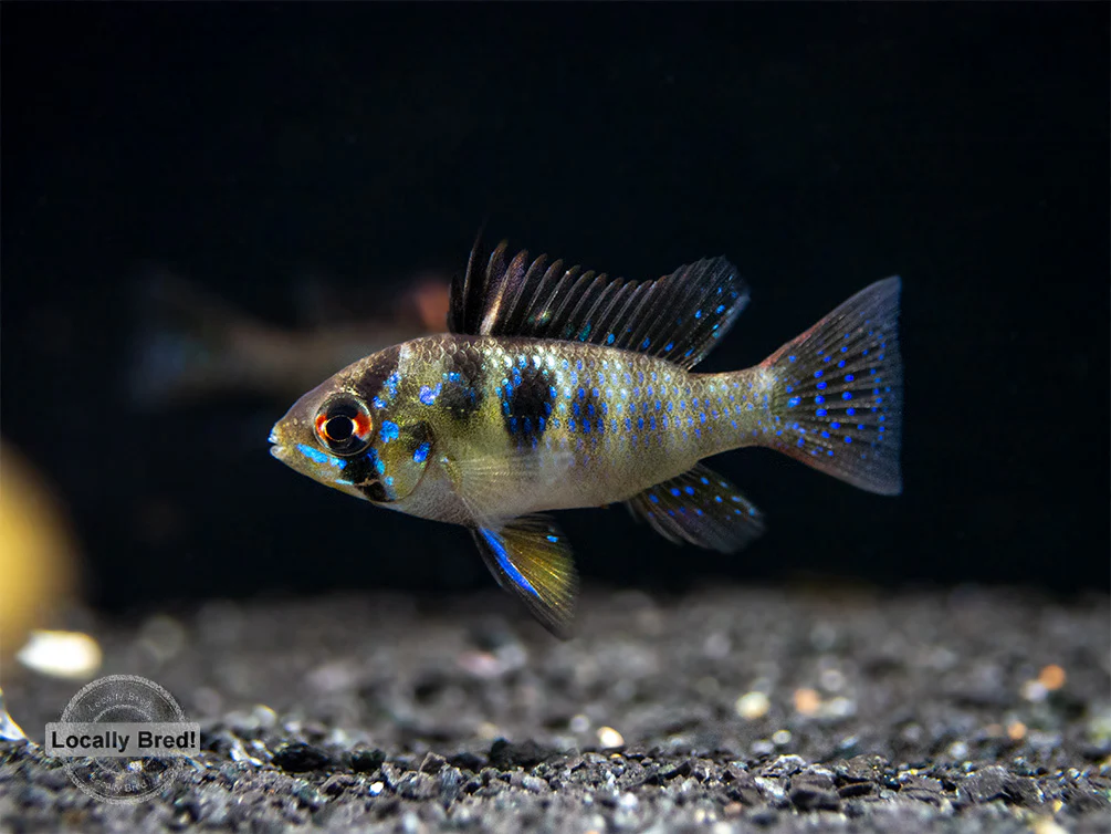 German Blue Ram Dwarf Cichlid (Mikrogeophagus ramirezi) - LOCALLY BRED!!!