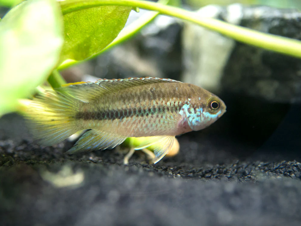 Golden Dwarf Cichlid (Nannacara anomala), - Tank Bred