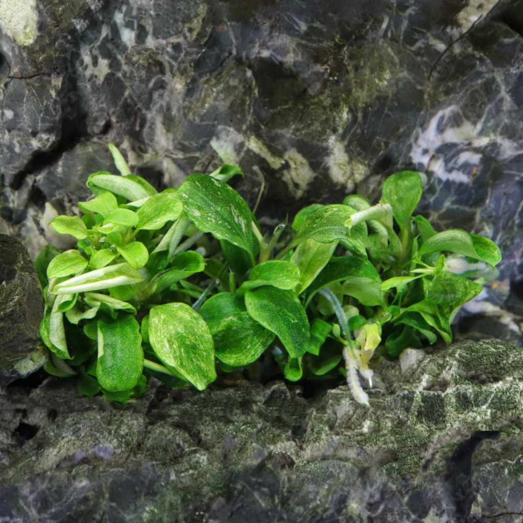 Bucephalandra Pygmaea 'Bukit Kelam' Tissue Culture