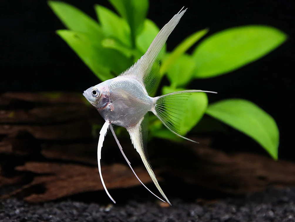 Platinum Veiltail Angelfish (Pterophyllum scalare) – Tank-Bred