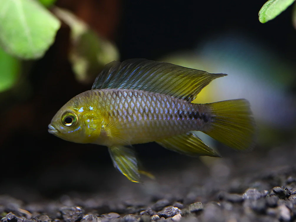 Umbrella Borelli Dwarf Cichlid (Apistogramma borelli) - Tank-Bred!