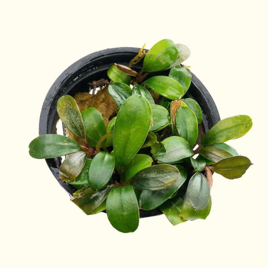 Bucephalandra Black Pearl
