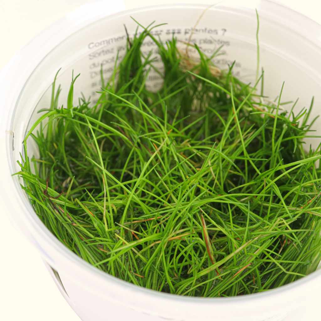 Eleocharis Pusilla 'Mini' Tissue Culture