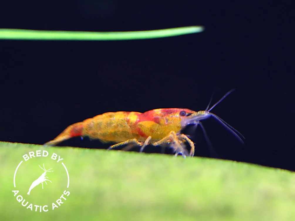 Calico Sunkist Shrimp (Neocaridina davidi) – Bred by Aquatic Arts