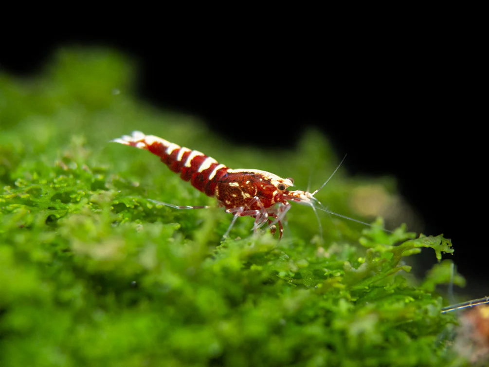 Red Galaxy Pinto Shrimp (Caridina cantonensis, A Grade), Tank-Bred