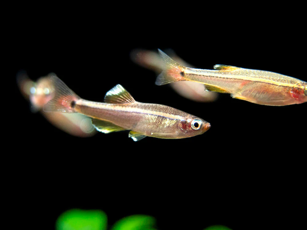 White Cloud Mountain Minnow (Tanichthys albonubes), Tank-Bred