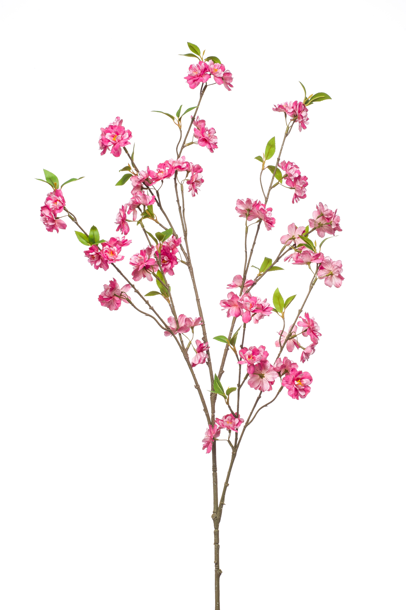 Cherry blossom