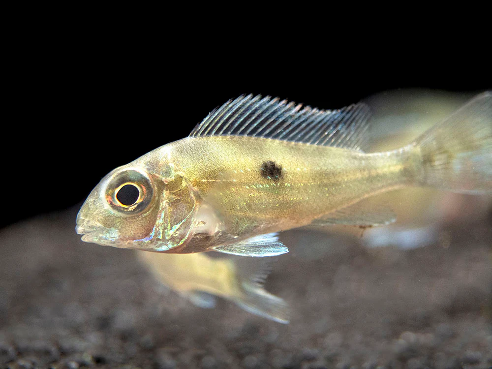 Sven's Eartheater Cichlid (Geophagus sveni), Tank-Bred!