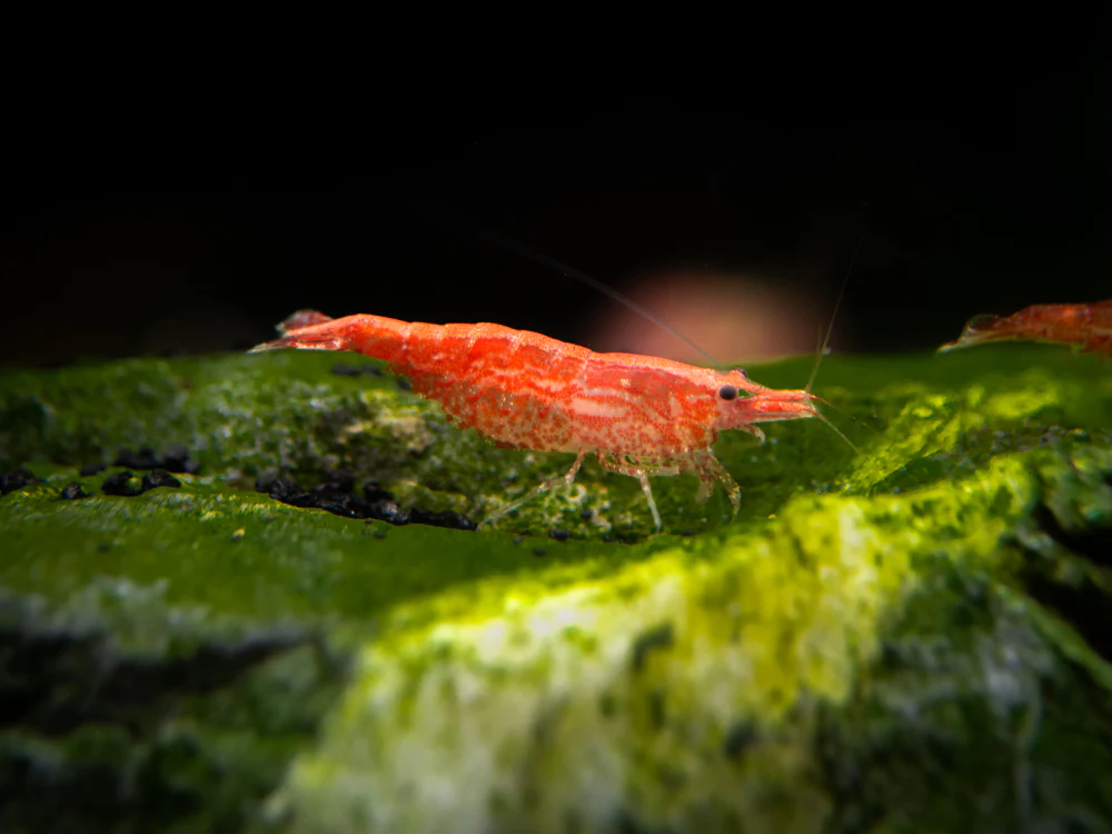 Sakura Red Cherry Shrimp (Neocaridina davidi), Tank-Bred
